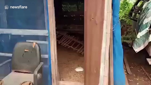 Python regurgitates three chickens after being caught on farm