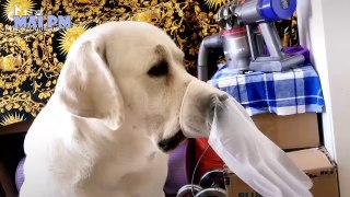 Funny Dog Videos 2020  It's time to LAUGH with Dog's life.