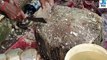 Admirable Pomfret Fish Cutting Skills Live in Fish Market- Fillet Rupchanda Fish Slicing