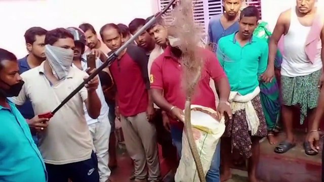 Snake rescued by forest officials in eastern India after being netted by villagers