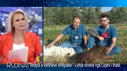 “Labrador” nje nder racat qe sugjerojne veterineret per ti pasur ne shtepi
