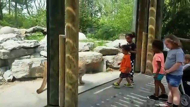 Ce pauvre chien est terrifié devant ce puma qui a envie de le croquer