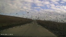 Quand des milliers d'oiseaux recouvrent la route