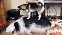 Ce chien essaie de réveiller son vieux copain le cochon