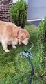 Pups Drinking From The Sprinkler