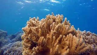 Under water | Beautiful Views under Water | पानी के नीचे |  पानी के नीचे सुंदर दृश्य | پانی کے نیچے |  پانی کے نیچے خوبصورت نظارے