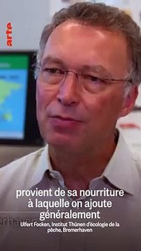 Les conditions affreuses des élevages de saumons en Norvège : Je ne m'attendais pas à ce que ce soit aussi horrible (Vidéo)