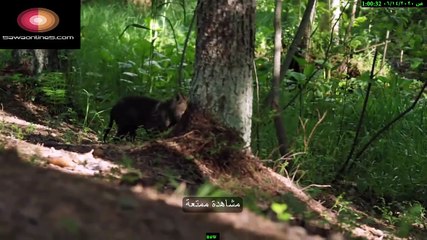 الحياة البرية