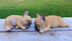 Cute Puppies Doing Funny Things _ Funny french bulldog compilation 2020