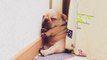 Cute French Bulldog Puppies Videos - Amazing Funny French Bulldog Compilation