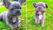 Top 30  Best Cute French Bulldog Puppies - TRY NOT TO LAUGH - Funny Dog Videos 2020