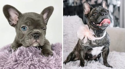 Top 20  Funny and Cute french Bulldog Puppies compilation 2020