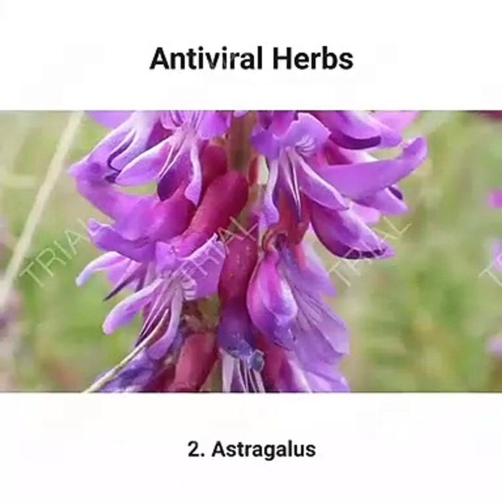 ANTI VIRAL-HERBS
