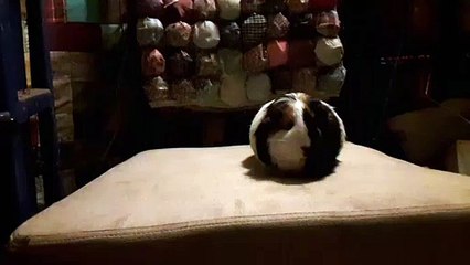 CAVIA PORCELLUS TURMERIC 20190719_064212