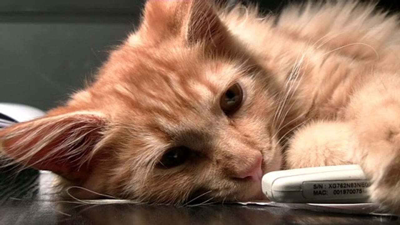 Why Cats Sleep So Much