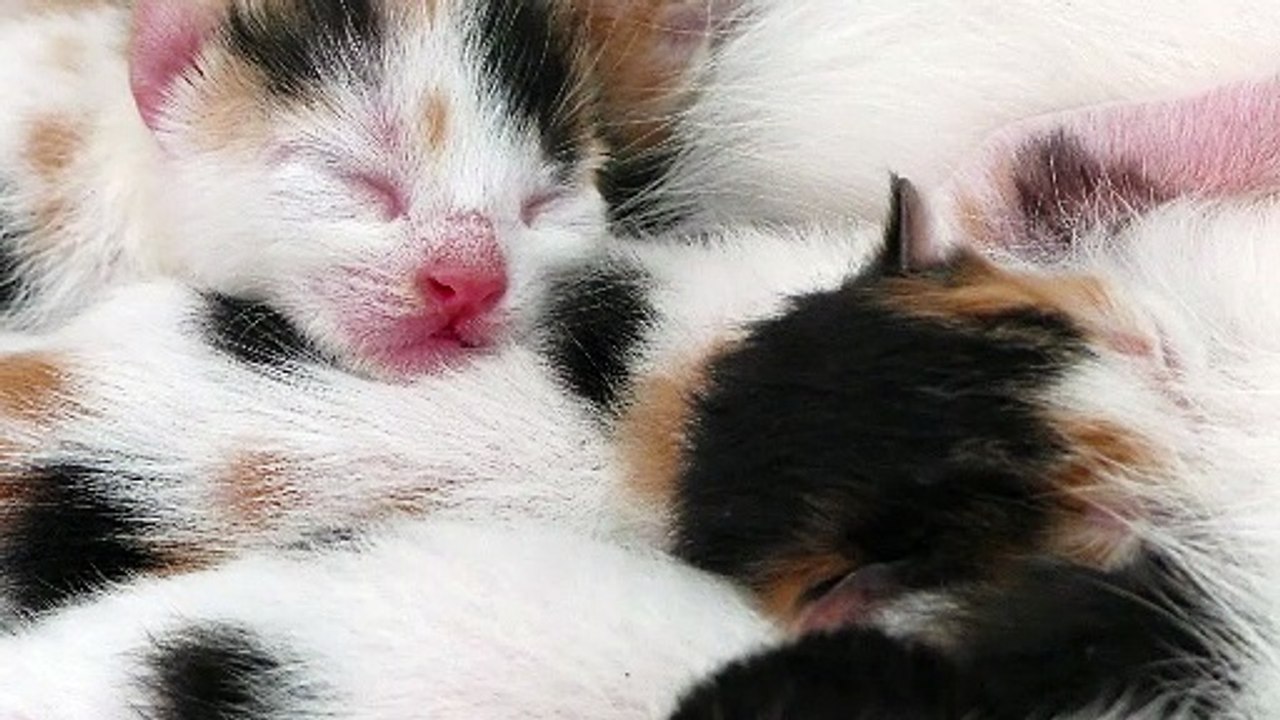 sleeping kitty - cat