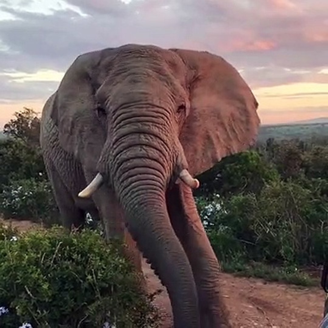 Elephant South Africa