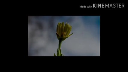 how to make easy process momos at home.কীভাবে বাড়িতে সহজে প্রক্রিয়া মোমো করবেন