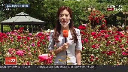 장미꽃 활짝 핀 서울대공원 "마스크 꼭 끼고 오세요"