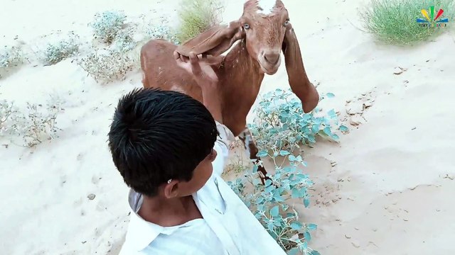 Village Life in Pakistan | Pakistani Punjab Village Life | Rural life pakistan