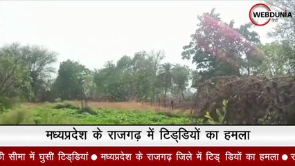 मध्यप्रदेश के राजगढ़ जिले में टिड्‍डियों का हमला