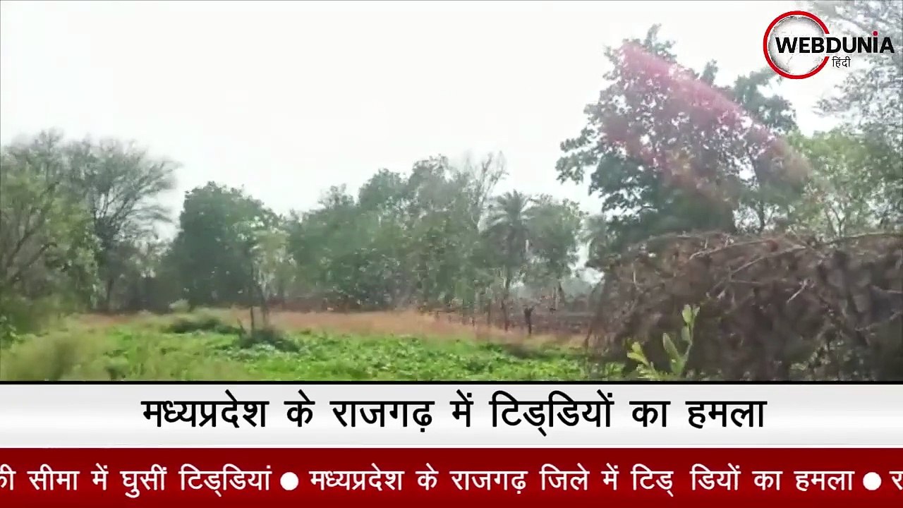 मध्यप्रदेश के राजगढ़ जिले में टिड्‍डियों का हमला