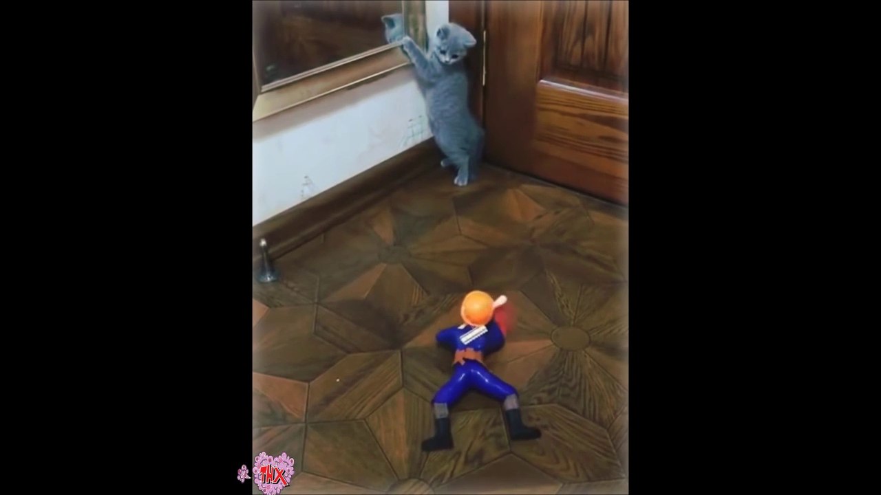 Funny Cats  Cute and Baby Cats Videos Compilation # animal  funny#15