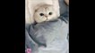 Funny Cats  Cute and Baby Cats Videos Compilation #funny animal #16