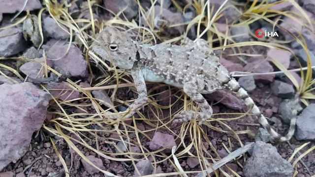 Tunceli'de 'Topbaş Keleri' görüntülendi