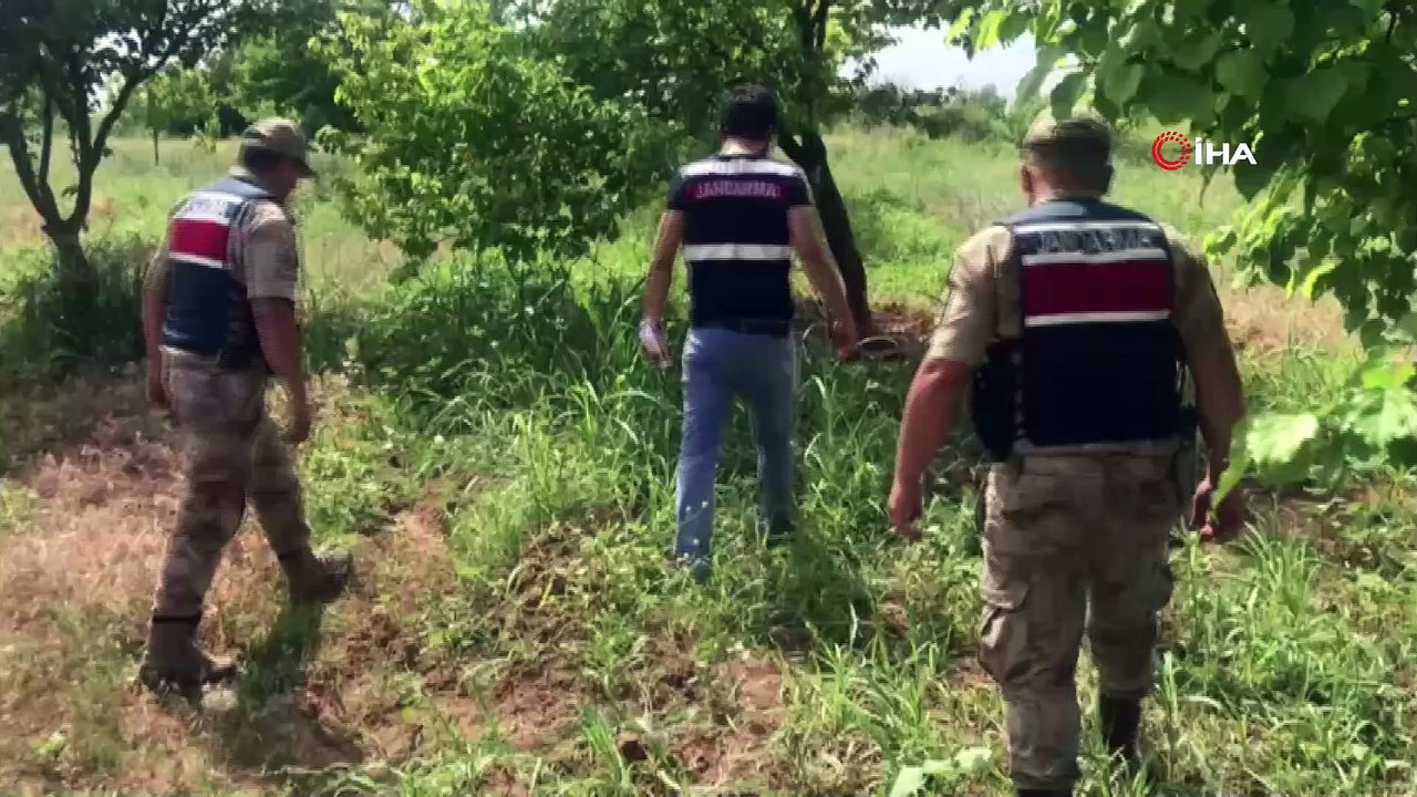 Jandarmadan yasa dışı kenevir ekimine sıkı takip
