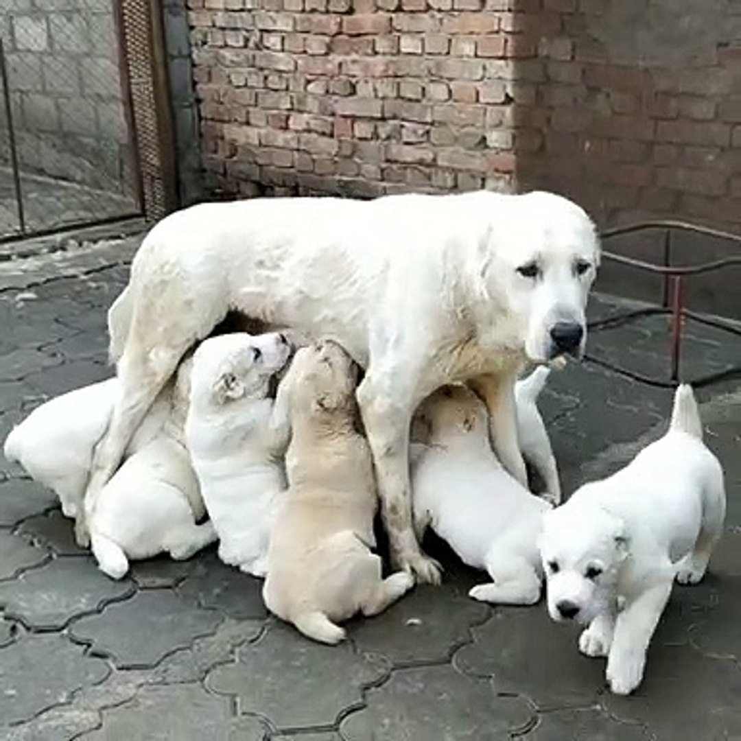 Алабай и чихуахуа