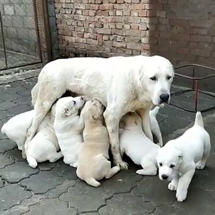 ALABAY COBAN KOPEGi YAVRULARI SABAH KAHVALTISINDA - ALABAi PUPPiES BREAKFAST