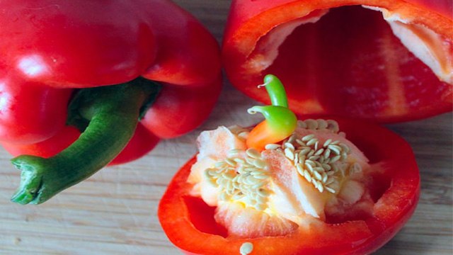 शिमला मिर्च बीज के इतने फायदे जानकर रह जाएंगे हैरान । Health Benefits Of Capsicum Seeds । Boldsky