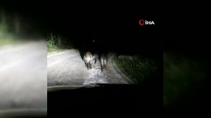 TOKAT NİKSAR'DA DOMUZ SÜRÜSÜ BÖYLE GÖRÜNTÜLENDİ