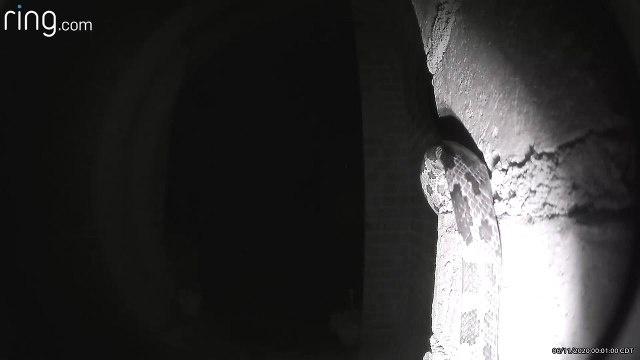 Snake Slithers Past Doorbell Camera