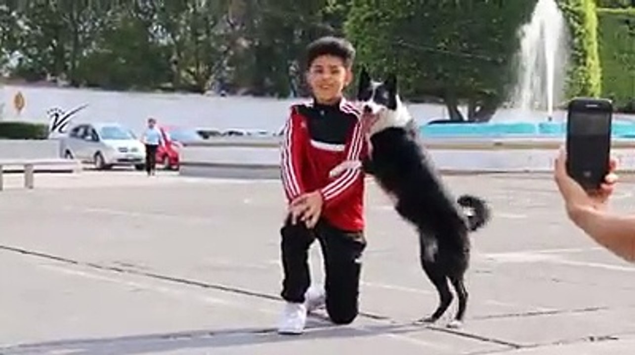 Dog funny video ( part -1]