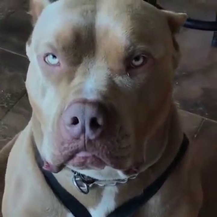 Dog funny video (part 2)