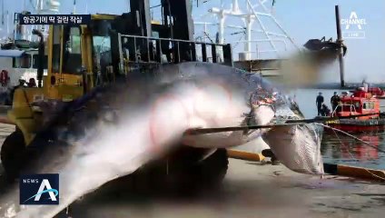 바다의 로또 노렸나?…작살 꽂힌 채 죽은 밍크고래