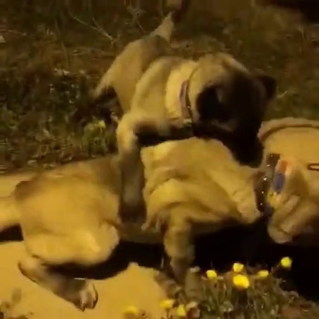 PANTER KANGALLARDAN GECE SPORU - PANTER KANGAL DOGS NiGHT EXERCiSE