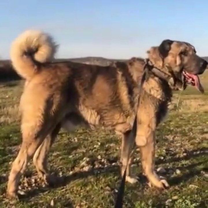 BAKIMLI ve ASiL SiMiT KUYRUK ANADOLU COBAN KOPEGi - ANATOLiAN SEPHERD DOG