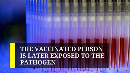 Moderna COVID-19 vaccine appears to clear safety hurdle in mouse study