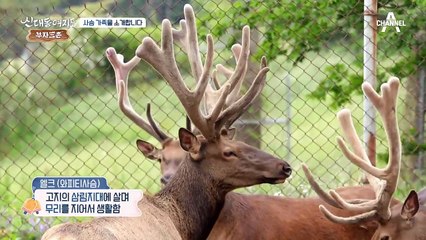 부자三촌의 비법! 녹용 절각 현장 大공개~