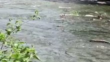 La fuite de Dame Canard