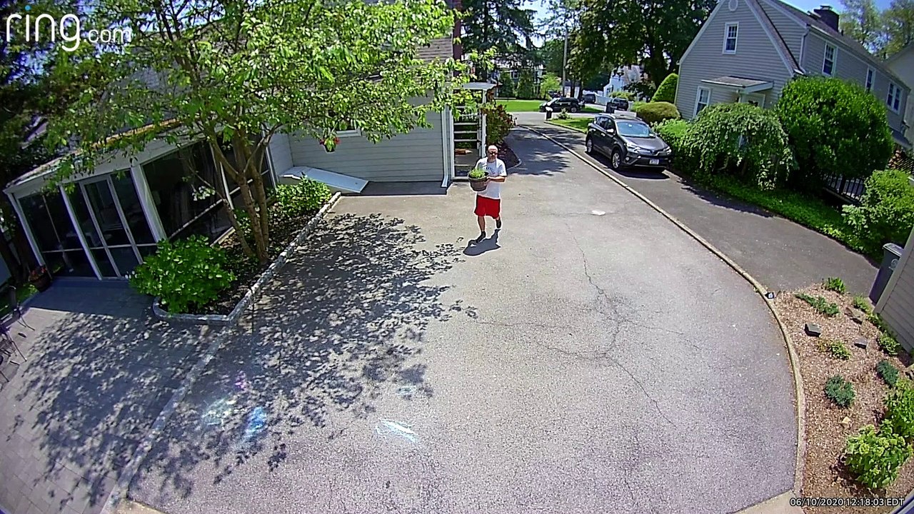 Black Bear Startles Residents Wandering Through Backyard