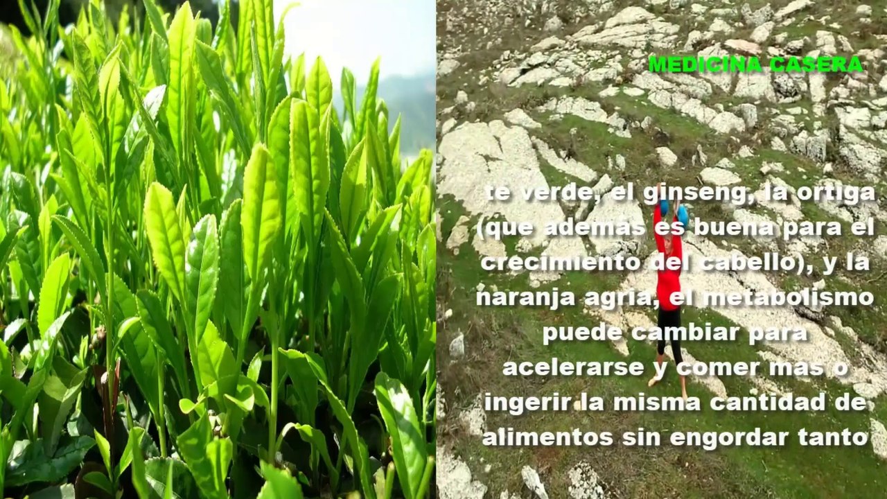 Plantas para Bajar de Peso y Quemar Grasa