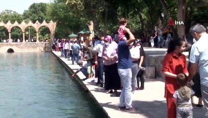 Balıklıgöl’de turuncu renkli balığı görenler dilek tutuyor