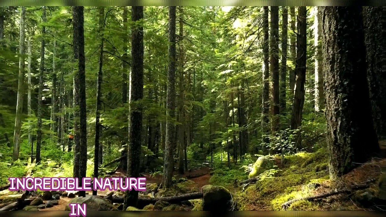 Amazing and Beautiful Views of The Forests | जंगलों के अद्भुत और सुंदर दृश्य | جنگلات کے حیرت انگیز اور خوبصورت نظارے| Pemandangan Hutan Yang Menakjubkan dan Indah |  जंगलांची आश्चर्यकारक आणि सुंदर दृश्ये