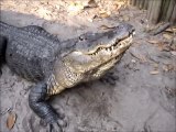 Ecoutez le son que fait cet alligator... pas très rassurant