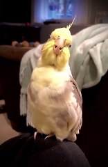 Cet oiseau est un excellent chanteur d'opéra