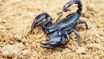 Praying Mantis vs Scorpion
